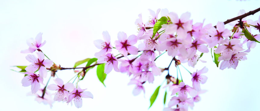 The cherry blossom: A lesson in end-of-life care 1